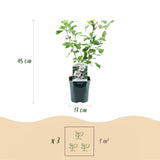 Green boutiQ - Trädgårdsväxt - Hibiskus syriacus Hamabo - Trädgård Hibiskus - Winterhard - Vit - Rosa - 3 växter - Kruka 17cm - Höjd 45cm