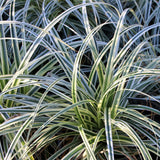 Green boutiQ - Siergrassen - Carex oshimensis Everest - Wit i Groen - 4 Växtn - Bladhoudend - Weinig Onderhoud - Kruka 17cm Hoogte 50cm