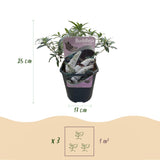 Green boutiQ - Vlinderstruik - Buddleja davidii White Profusion - Bloem Wit - 1 Plant - Bladverliezend - Vlinderlokkend -  Kruka 17cm Hoogte 25cm