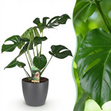 Green BoutiQ - Kamerväxtn - Monstera Deliciosa - Gatenplant - Weinig onderhoud - Groen - 1 Plant - met Potter Grijs - Kruka 21cm - Hoogte 70-80cm