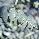 Green boutiQ - Terrasplant - Eucalyptus boom - Eucalyptus gunni  - Grijs - 6 Växtn - Winterhard - Kruka 17cm Hoogte 40cm