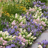 Green boutiQ - Trädgårdsväxt - Buddleja davidii Butterfly Candy Little Tricolour - Fjärilsbusk - Kompakt - Rosa-Vit-Lila - 3 Växter - Kruka 12cm - Höjd 20-25cm