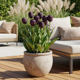 Green boutiQ - Bloembollen - Tulp Triumph Black - Kleur Donker Paars - 15 stuks - Bolmaat 11/12 - XXL Pack