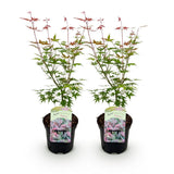 Green boutiQ - Terrasplant - Japanse Esdoorn - Acer palmatum Phoenix - Roze - 2 Växtn - Bladverliezend - Kruka 19cm Hoogte 70cm