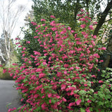 Green boutiQ - Heesters -  Ribes sanguineum Kind Edward - Bloem Rood - 1 Plant - Bladverliezend - Weinig Onderhoud - Kruka 17cm Hoogte 45cm
