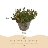 Green boutiQ - Bodembedekker - Winterhard - Delosperma Jewel of Dessert - 8 Växtn - Kleuren Rood - Oranje - Paars - Roze - Weinig Onderhoud - Kruka 14 Hoogte 17