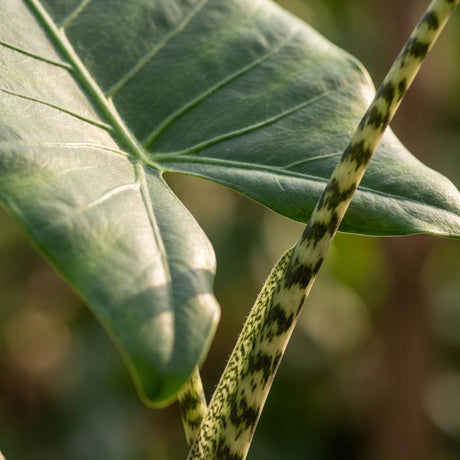 Green boutiQ - Kamerplant - Olifantsoor - Alocasia Zebrina - Groen - Weinig onderhoud - 1 Plant - met Potter Grijs - Kruka 21 cm - Hoogte 70 - 75cm