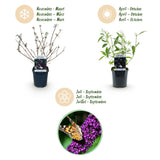 Green boutiQ - Trädgårdsväxt - Buddleja davidii Black Night - Fjärilsbusk - Winterhard - Lila - 3 Växter - Kruka 17cm - Höjd 45cm