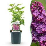 La Green Touch - Trädgårdsväxt - Syringa vulgaris Ludwig Spath - Vanlig Syrén - Frosthart - Lila - 1 Plant - Kruka 17cm - Höjd 45cm