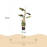 Green boutiQ - Fruitplant - Japanse vezelbanaan - Musa Ever Red - Winterhard - 2 växtn - Kruka 15cm Hoogte 50cm