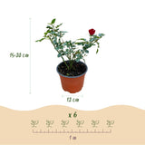 Green boutiQ - Tuin Roos - Rosa Rote The Fairy - Roos - Winterhard - Rood - 1 Plant - Kruka 12cm - Hoogte Hoogte 20-25cm