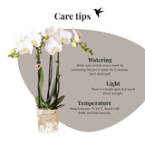 Orchidée Phalaenopsis blanche Mineral Amabilis et succulente - coffret Allure Shiny argent - pot Ø9 cm