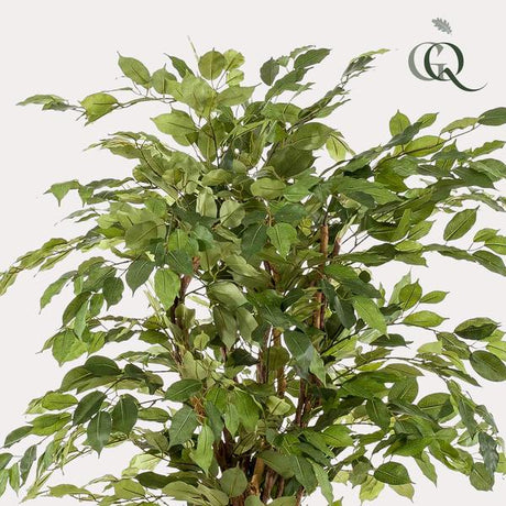 Ficus Liana artificiel h170cm
