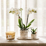 Kolibri Company | Växtnset Le Chic small | Witte Phalaenopsis Orchidee Amabilis  i Succulent incl. keramieken sierpotten op crème organisch dienblad