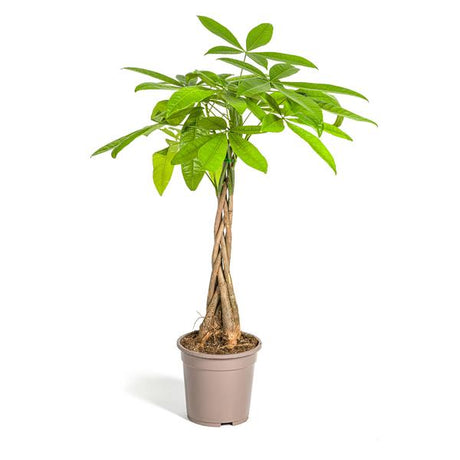Pachira Aquatica Ø19cm - ↕80 cm