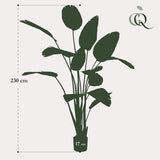 Konstplanta - Strelitzia Nicolai - Paradijsvogelbloem - 230cm