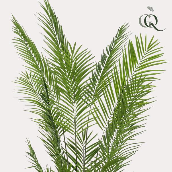 Areca palmier artificiel 240cm