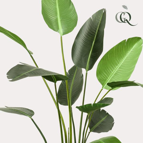 Konstplanta - Strelitzia Nicolai - Paradijsvogelbloem - 230cm