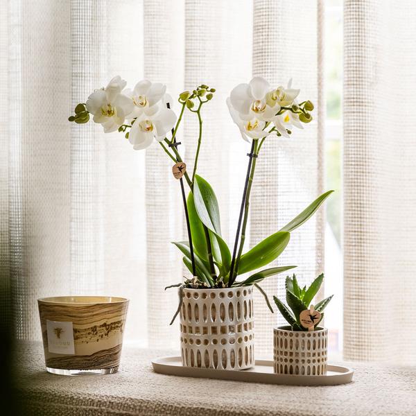Kolibri Company | Växtnset Le Chic small | Witte Phalaenopsis Orchidee Amabilis  i Succulent incl. keramieken sierpotten op crème organisch dienblad