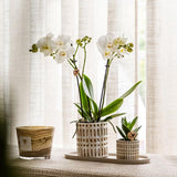 Kolibri Company | Växtnset Le Chic small | Witte Phalaenopsis Orchidee Amabilis  i Succulent incl. keramieken sierpotten op crème organisch dienblad