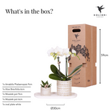 Kolibri Company | Växtnset Le Chic small | Witte Phalaenopsis Orchidee Amabilis  i Succulent incl. keramieken sierpotten op crème organisch dienblad