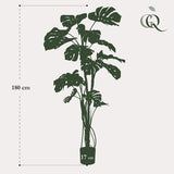 Monstera artificiel h180cm