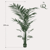 Konstplanta - Kentia -Kentiapalm - 210cm