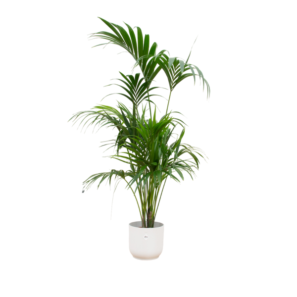 Combi deal - Kentia palm inkluderadief elho Vibes Fold Round wit Ø30 - 180 cm