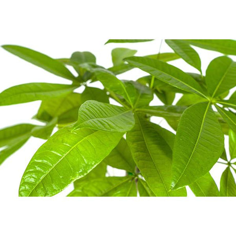 Pachira Aquatica Ø19cm - ↕80 cm
