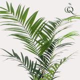 Konstplanta - Kentia -Kentiapalm - 210cm