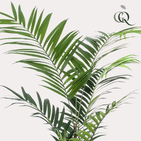 Konstplanta - Kentia -Kentiapalm - 210cm