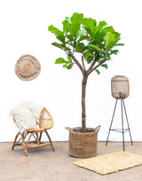 Ficus Lyrata bom XXXL - 230cm - ø42