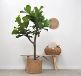 Ficus Lyrata bom - 180cm - ⌀30