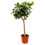 Ficus Lyrata bom XXXL - 230cm - ø42