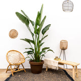 Strelitzia Augusta flerstammad