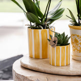 Kolibri Company | Gift set Mediterranean Sunset | Växtnset met witte Phalaenopsis Orchidee Lausanne i Succulenten incl. keramieken sierpotten
