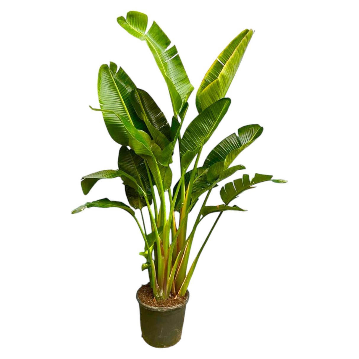 Strelitzia Augusta flerstammad