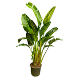 Strelitzia Augusta flerstammad