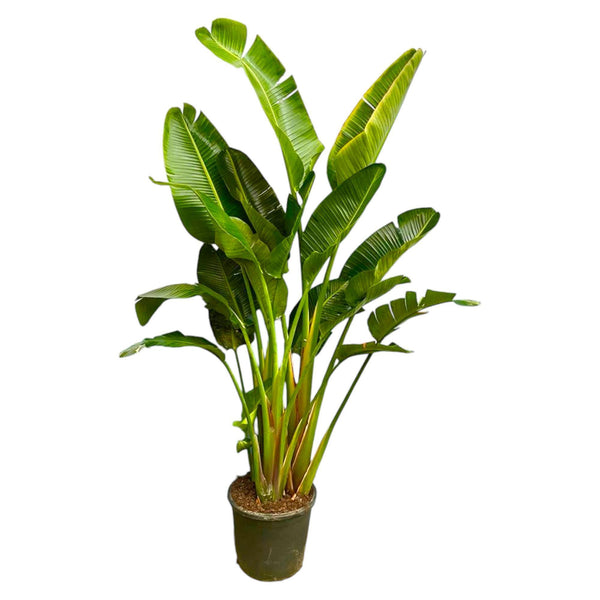 Strelitzia Augusta flerstammad