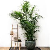 Kentia Palm XXL - 260cm - ø35
