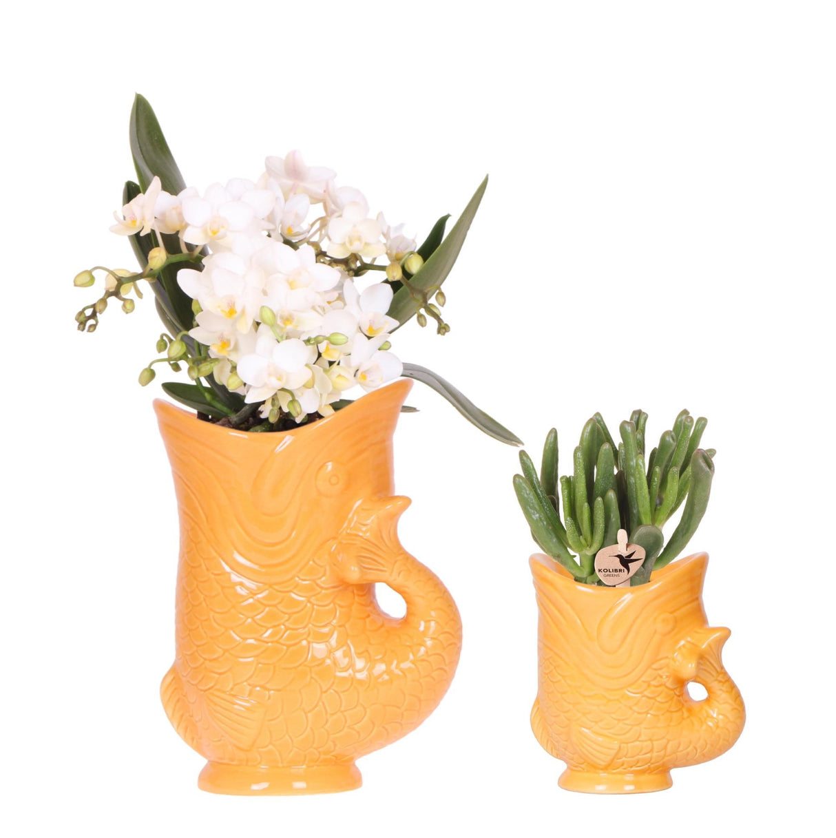 Kolibri Orchids | Set van witte orchidee Nazaré i succulent in Fish sierpot oranje - potmaat Ø9cm & Ø6cm | bloeiende kamerplant - vers van de kweker