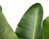Lyx Strelitzia Augusta XXL - 250cm - ø38