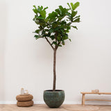 Ficus Lyrata bom XXXL - 300cm - ø55