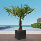 Trachycarpus - 235cm - Ø45