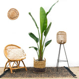 Strelitzia Augusta - 210 cm - ⌀30