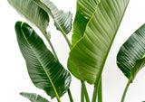 Strelitzia Augusta flerstammad
