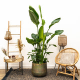 Strelitzia Nicolai lyx XXL - 250cm - ø40