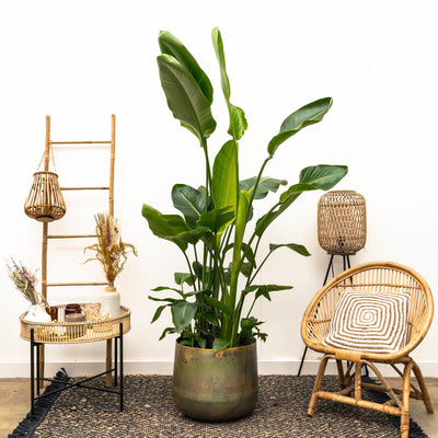 Strelitzia Nicolai lyx XXL - 250cm - ø40