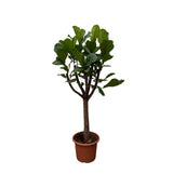 Ficus Lyrata bom XXL - 210 cm - ø40