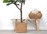 Ficus Lyrata bom - 180cm - ⌀30